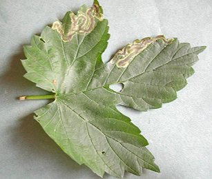 Mine of Agromyza flaviceps on Humulus lupulus