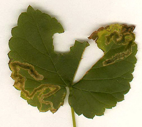 Mine of Agromyza flaviceps on Humulus lupulus