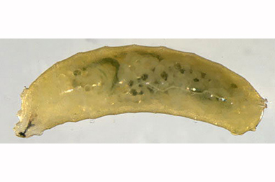 Agromyza flaviceps larva