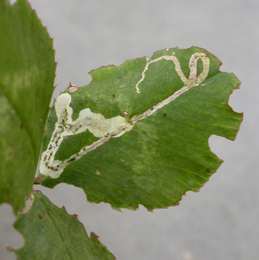 Mines of Agromyza frontella on Trifolium pratense