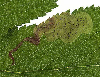 Mine of Agromyza_idaeina on Filipendula ulmaria