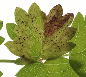 Mine of Agromyza_idaeina on Filipendula ulmaria