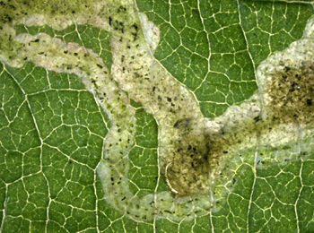 Mine of Agromyza_idaeina on Filipendula ulmaria