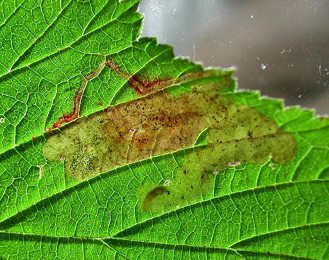 Mine of Agromyza_idaeina on Filipendula ulmaria