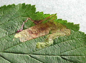 Mine of Agromyza_idaeina on Filipendula ulmaria