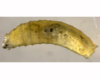 Agromyza_idaeiana larva