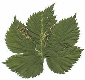 Mine of Agromyza igniceps on Humulus lupulus