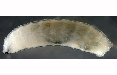 Larva of Agromyza igniceps