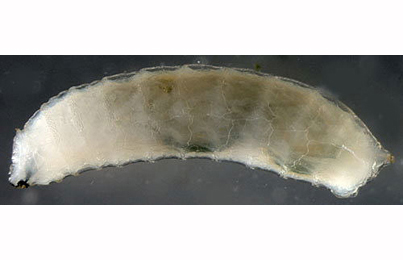 Agromyza igniceps larva