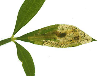 Mine of Agromyza johannae on Cytisus scoparius