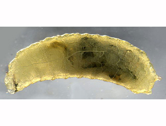 Agromyza johannae larva