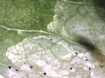 Part of mine of Agromyza lathyri on Pisum sativum. Image: Willem Ellis (Bladmineerders van Europa)