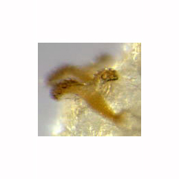 Agromyza lathyri : Anterior spiracles of larva,  lateral 