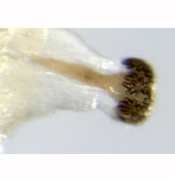 Agromyza lathyri larva,  posterior spiracle,  lateral