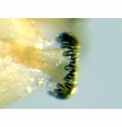 Agromyza lathyri Posterior spiracles of larva,  lateral