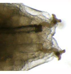 Agromyza lucida larva,  posterior spiracles,  dorsal