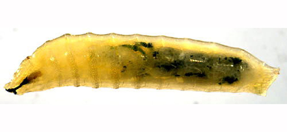 Larva of Agromyza mobilis