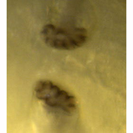 Agromyza mobilis : Anterior spiracles,  dorsal 