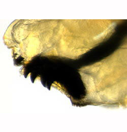 Agromyza mobilis larva,  mandibles,  lateral