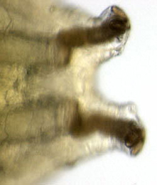 Agromyza mobilis larva,  posterior spiracles,  dorsal