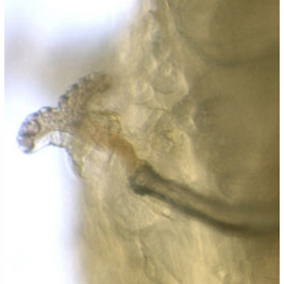Larva of Agromyza nana