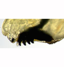 Agromyza nigrella larva,  mandibles,  lateral