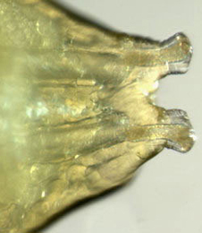 Agromyza lathyri larva,  anterior spiracles,  dorsal