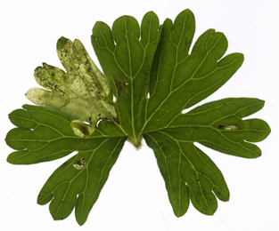 Mine of Agromyza nigrescens