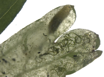 Mine of Agromyza nigrescens