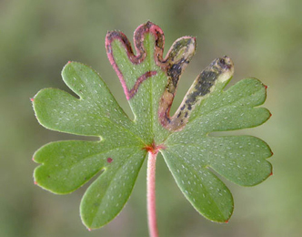 Mine of Agromyza nigrescens on Geranium columbinum