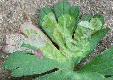 Mine of Agromyza nigrescens on Geranium