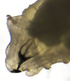 Agromyza nigrescens larva,  anterior,  lateral