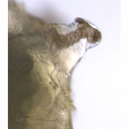 Agromyza nigrescens larva,  posterior spiracles,  dorsal