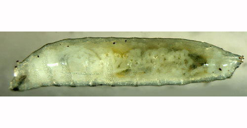 Agromyza nigripes larva