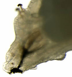 Agromyza nigripes larva,  anterior,  lateral