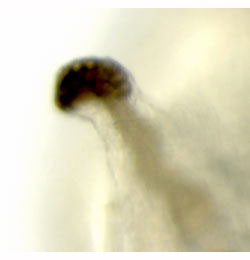 Agromyza nigripes larva,  anterior spiracle