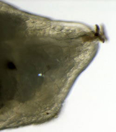 Agromyza nigripes larva,  posterior,  lateral