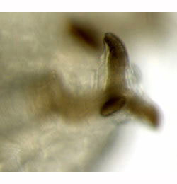 Agromyza nigripes larva,  posterior spiracle
