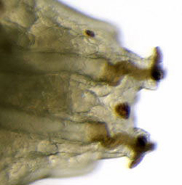 Agromyza nigripes larva,  posterior spiracle,  dorsal