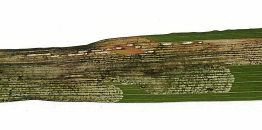 Mine of Agromyza nigrociliata on Arrhenatherum elatius. Image: Willem Ellis (Source: Bladmineerders van Europa)