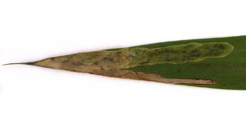 Mine of Agromyza phragmitidis