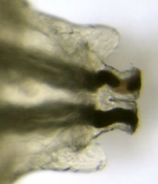 Agromyza phragmitidis larva, posterior spiracles,  dorsal
