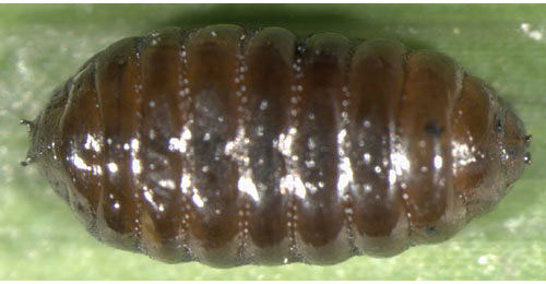Agromyza phragmitidis puparium