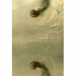 Agromyza reptans larva,  anterior spiracles,  dorsal
