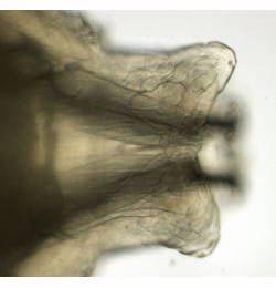 Agromyza reptans larva,  posterior spiracles,  dorsal