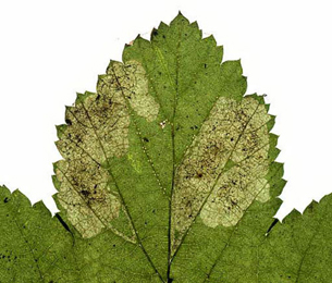 Mine of Agromyza sulfuriceps on Filipendula ulmaria