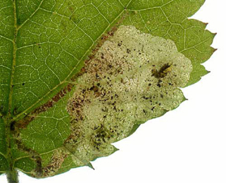 Mine of Agromyza sulfuriceps on Rubus idaeus