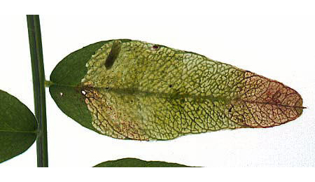 Mine of Agromyza viciae on Vicia