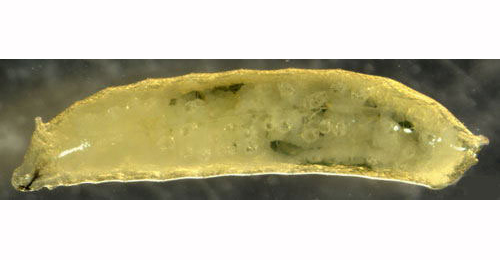 Agromyza viciae larva,  lateral