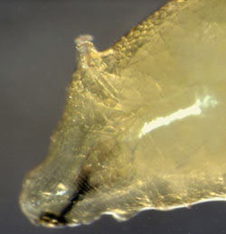 Agromyza viciae larva,  anterior,  lateral